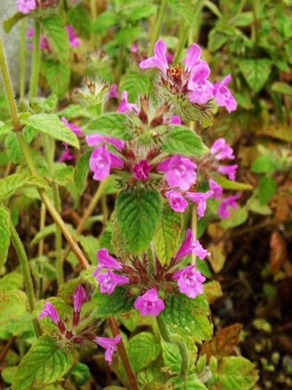 Wild Basil